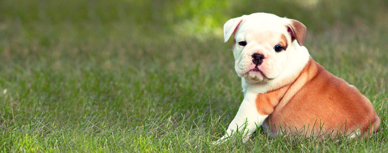 Zelda Dog Names Popular Male and Female Names Wag!